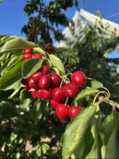 饮食的优良选择